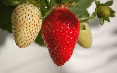 Wie kann ich Erdbeeren zu Hause züchten?